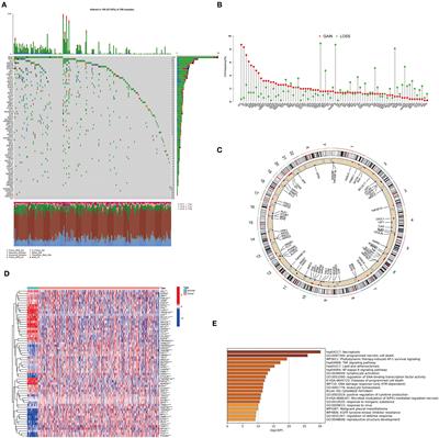 Integrated Analysis of Necroptosis-Related Genes for Prognosis, Immune Microenvironment Infiltration, and Drug Sensitivity in Colon Cancer